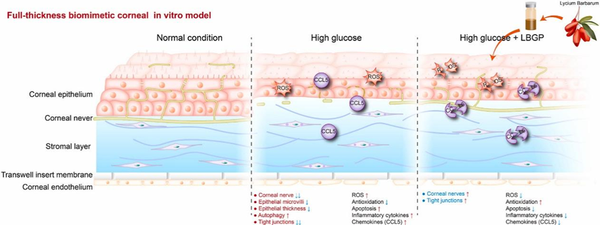 79c185f7026502ddc98fb58bf62cca87_1754272956bf30ec