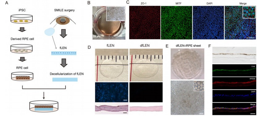 65e8bfdcd31fd11f077fa0381cd596e3_175427295644944a